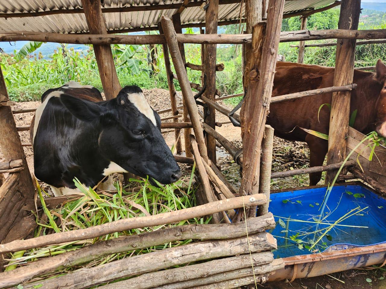Cattle provided as a productive asset transfer to a graduating household