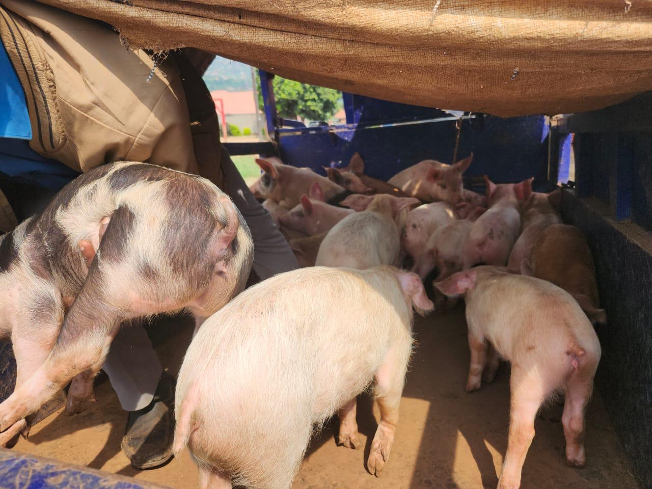 Pigs distributed as a productive asset through ASEDC's income-generating program